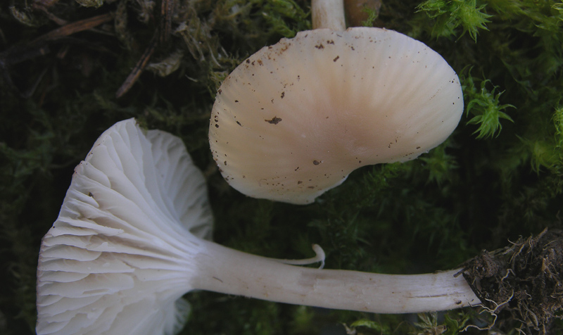 Camarophyllus da determinare.